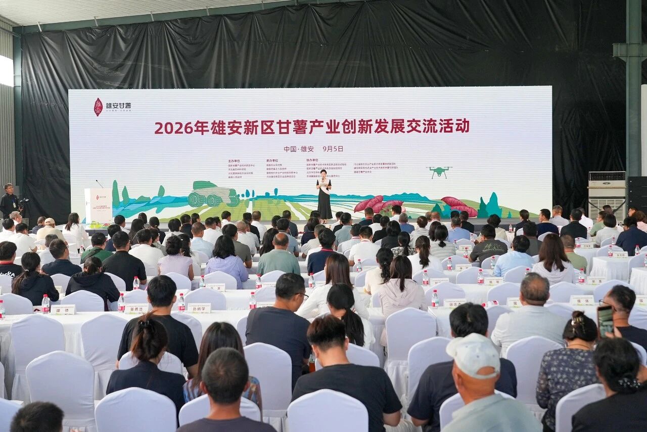 2026年雄安新区甘薯产业创新发展交流活动成功举办
